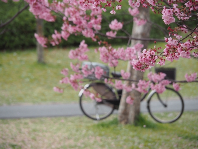 自転車と花